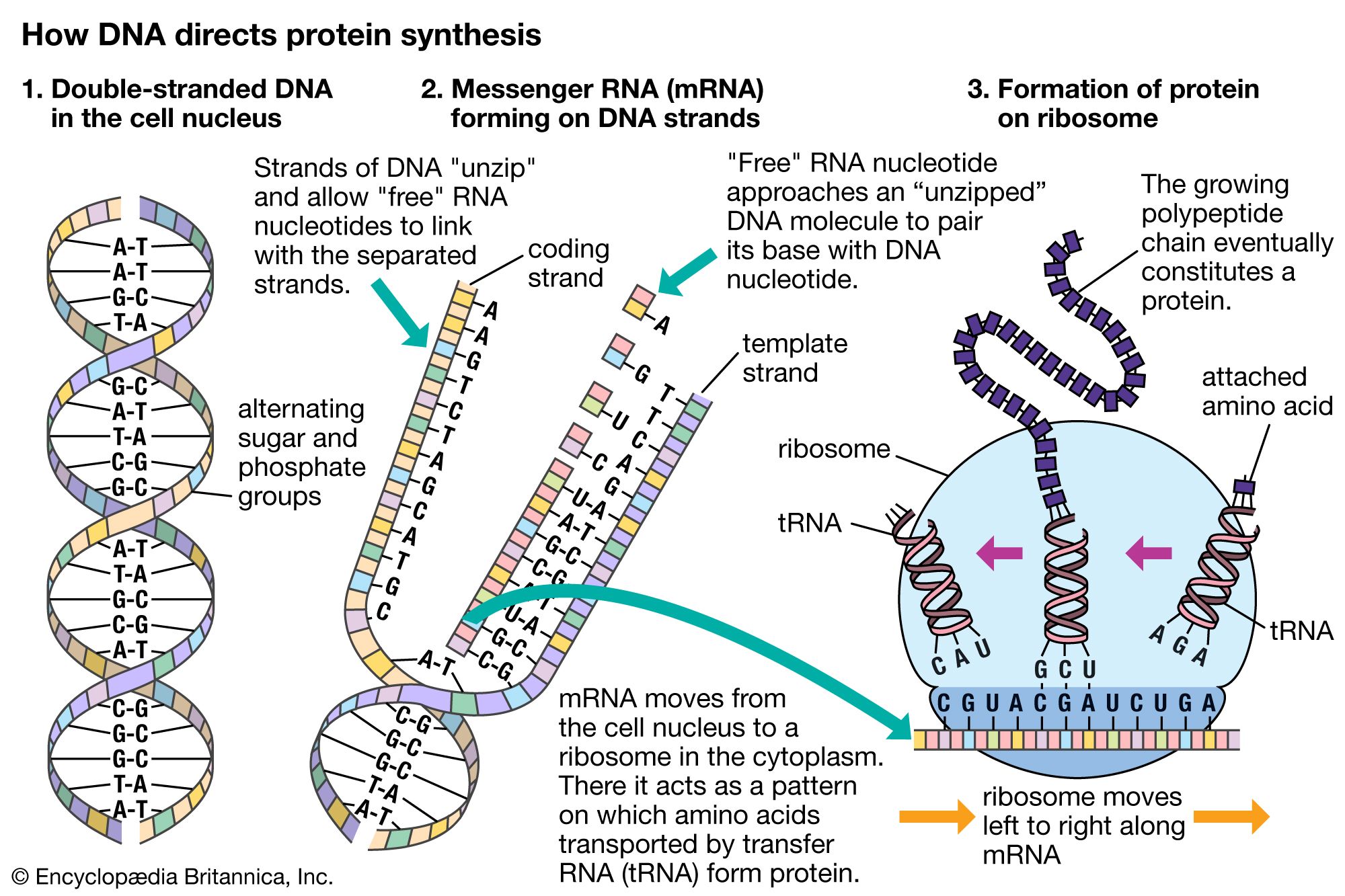 Shared Sequencing 2026: Top Platforms for L2 Rollups