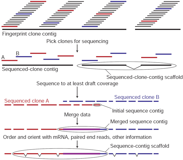 The Shared Sequencing Revolution