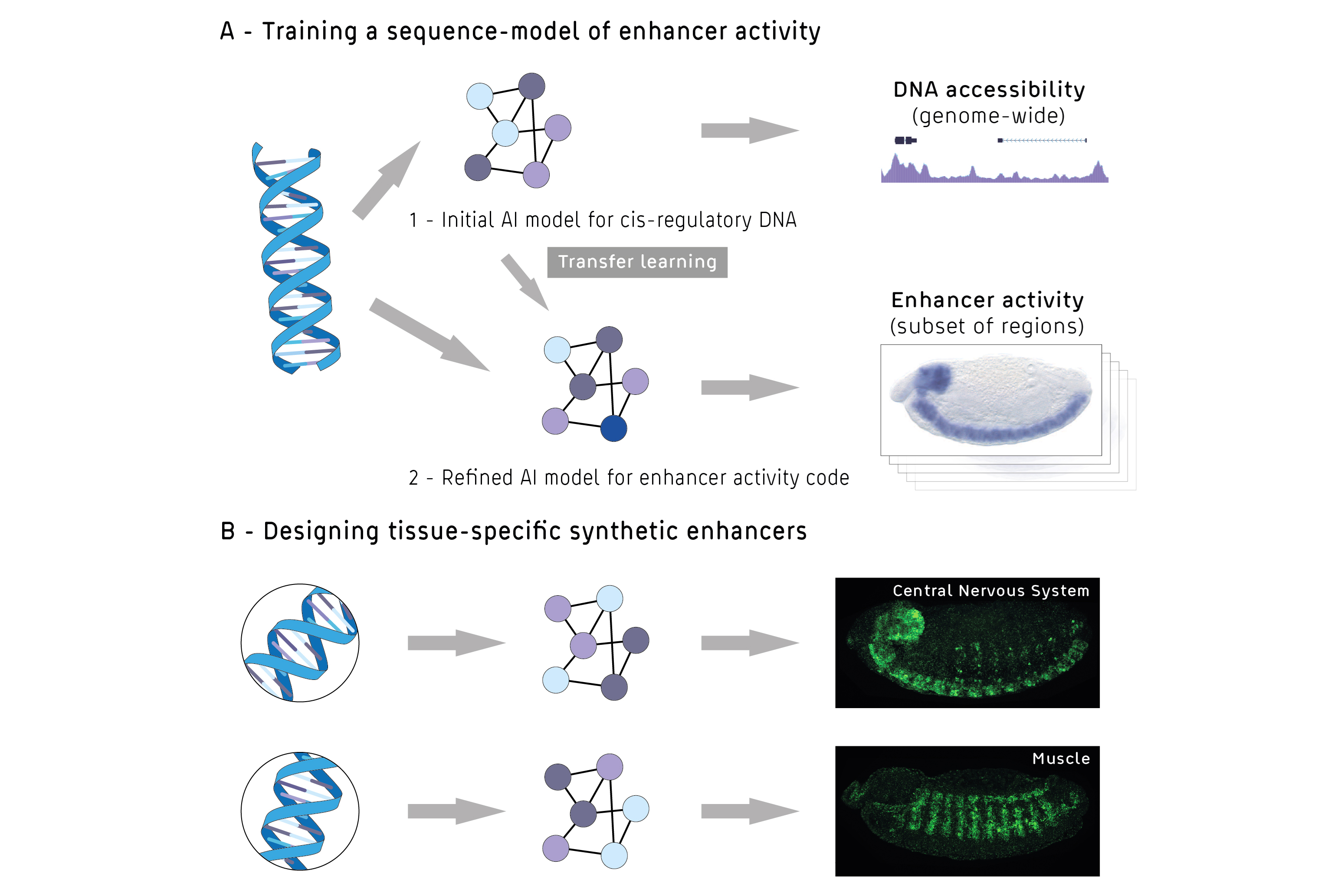 AI in genomic sequencing