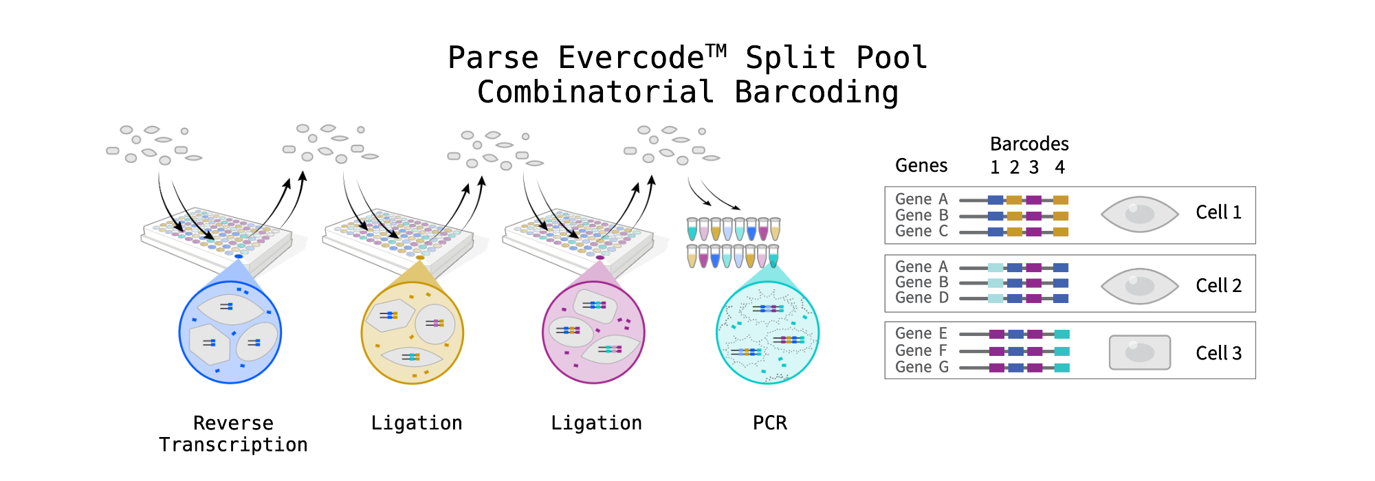 Parse Biosciences Multiome Kit